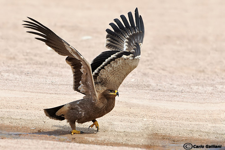 Aquila delle steppe